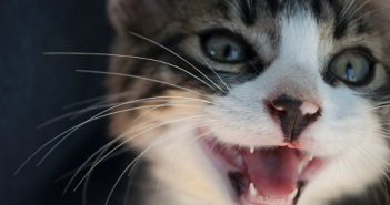 Mon chat n’arrête pas de miauler la nuit, que faire ?