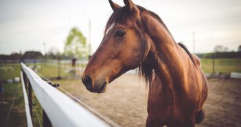 Comment se déroule l’achat de chevaux de sport ?