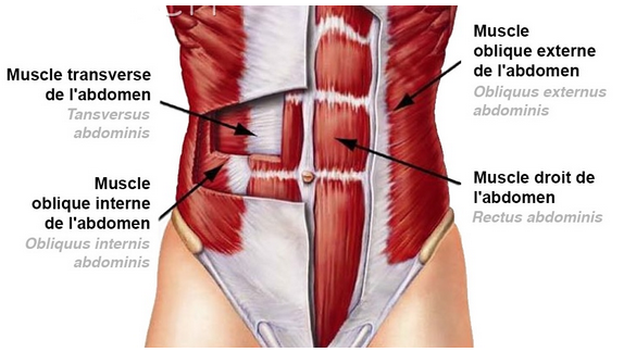 Schéma des différents muscles abdominaux du corps humain