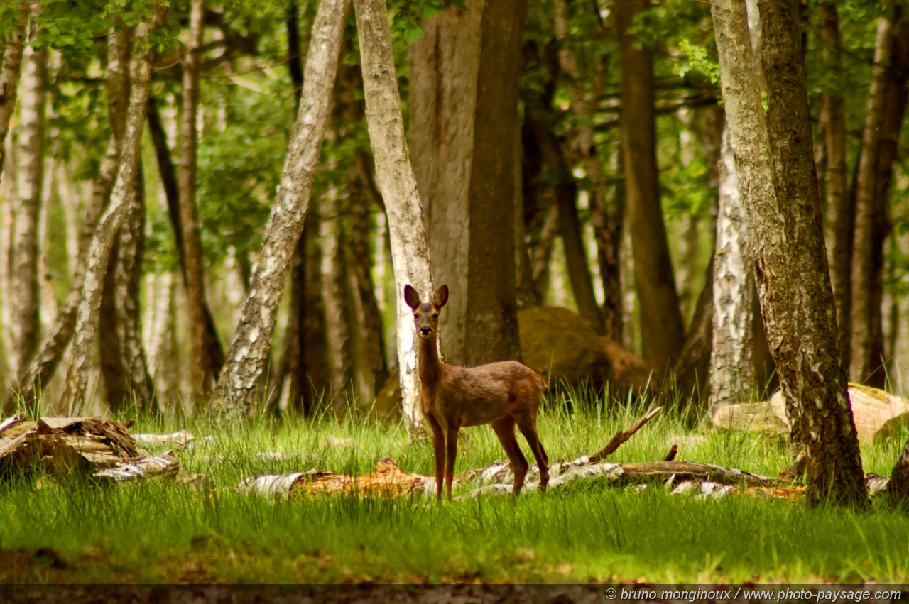 Un week-end nature en Ile de France