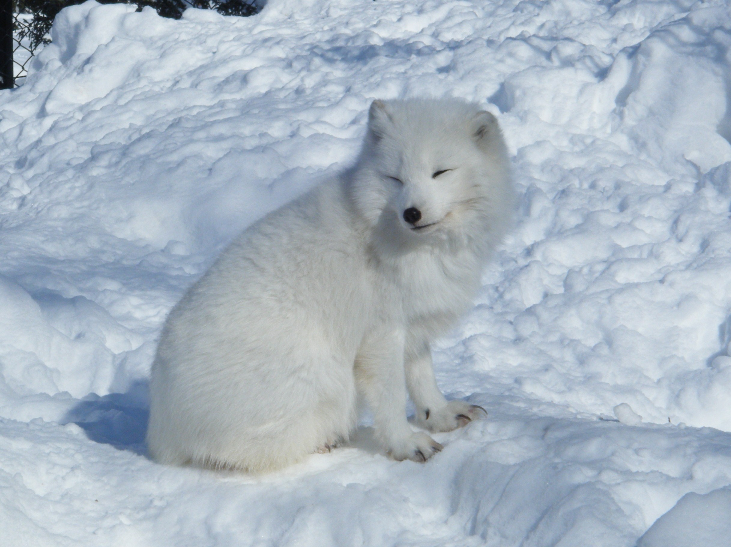Où voyager pour voir des renards polaires ?