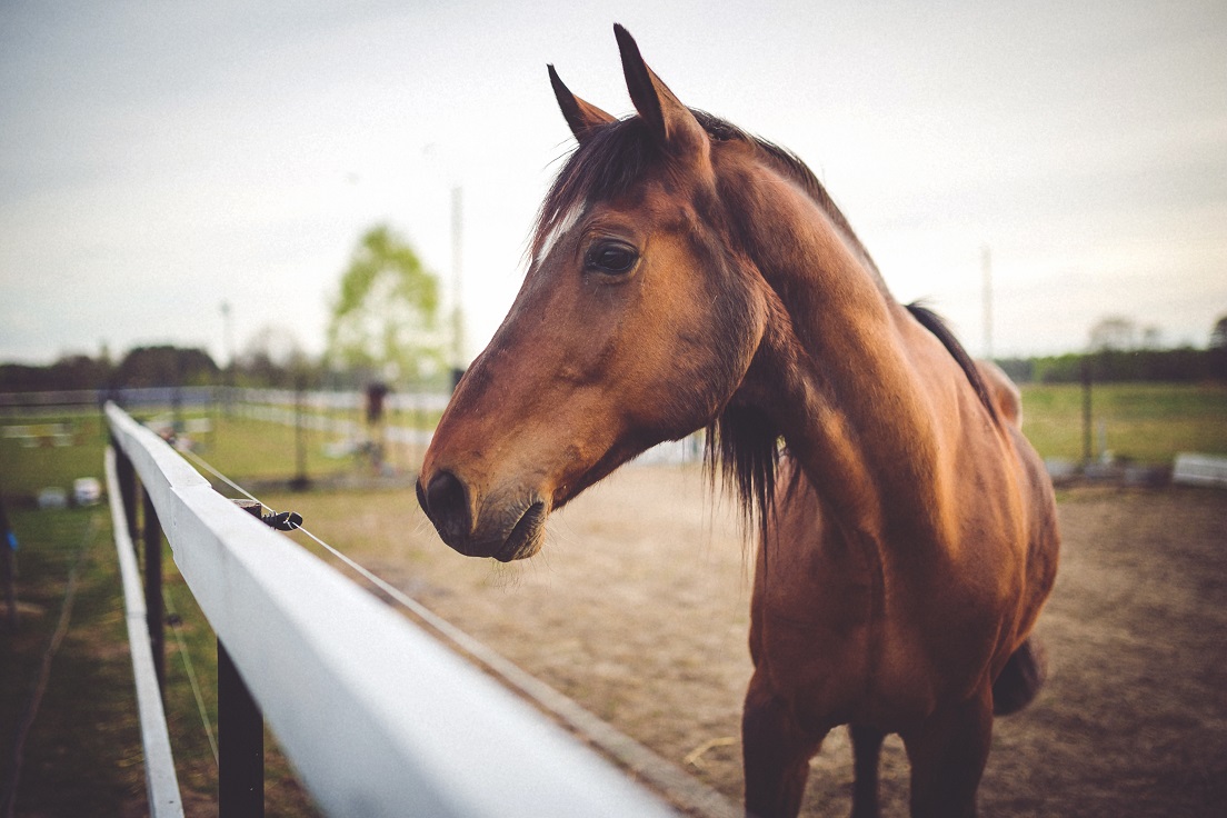 Comment se déroule l’achat de chevaux de sport ?