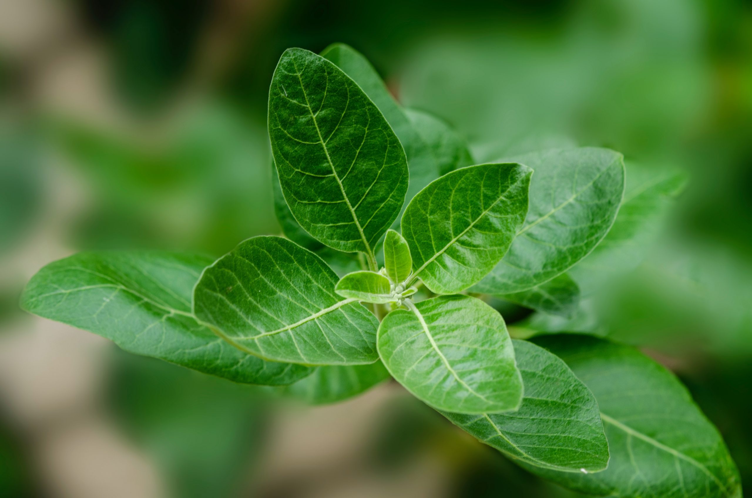 Ashwagandha et ses bienfaits : on fait le point